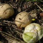 Crinum Pods